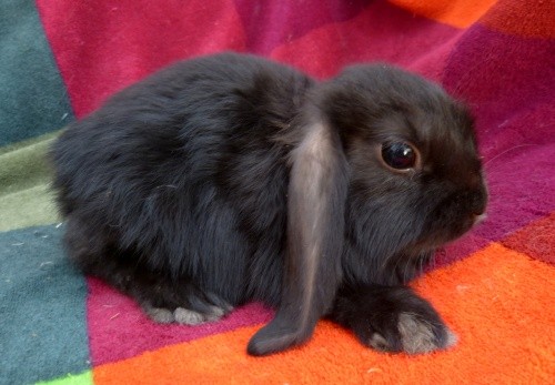 Bunny
