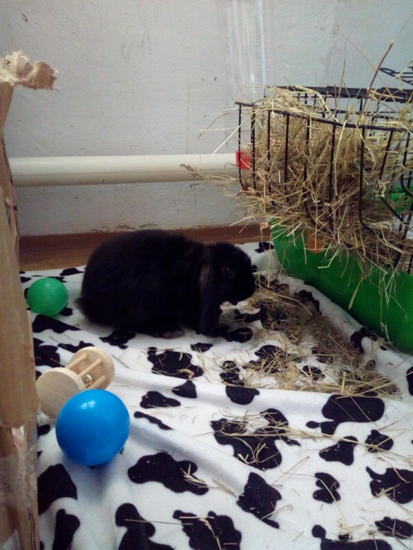 Bunny 2